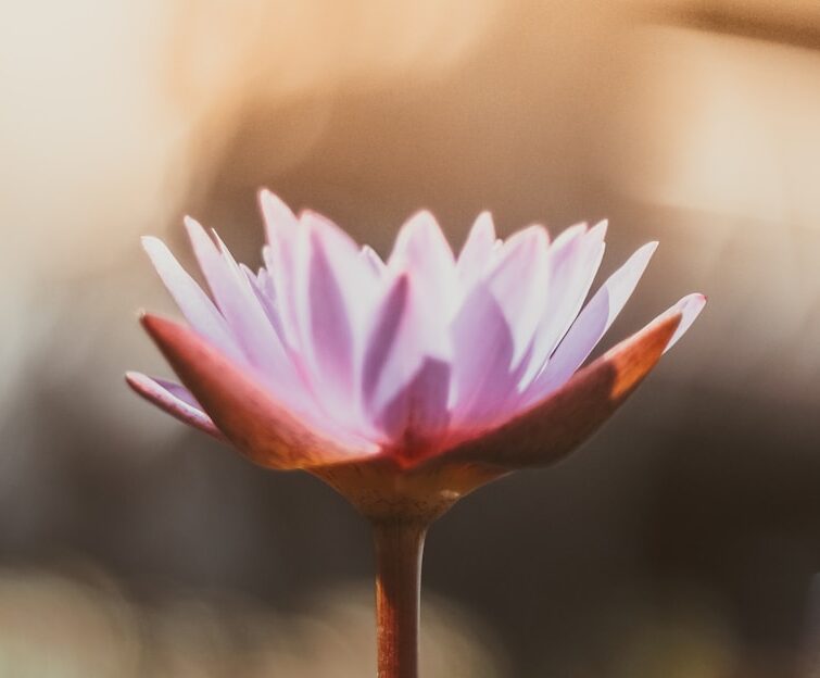 shallow focus photography of purple flower