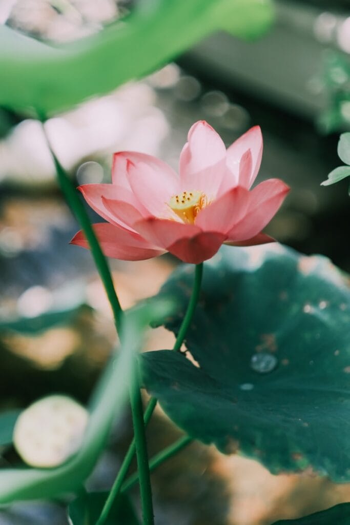 a pink flower is blooming in a pond