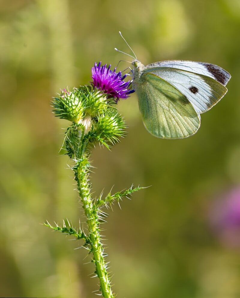 A white butterfly sits on a purple thistle.