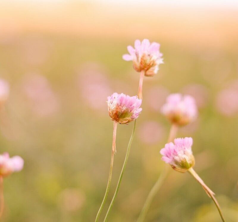 a close up of a flower